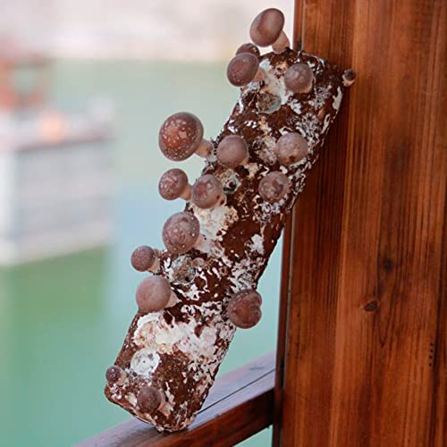 Shiitake Mushroom Grow Log