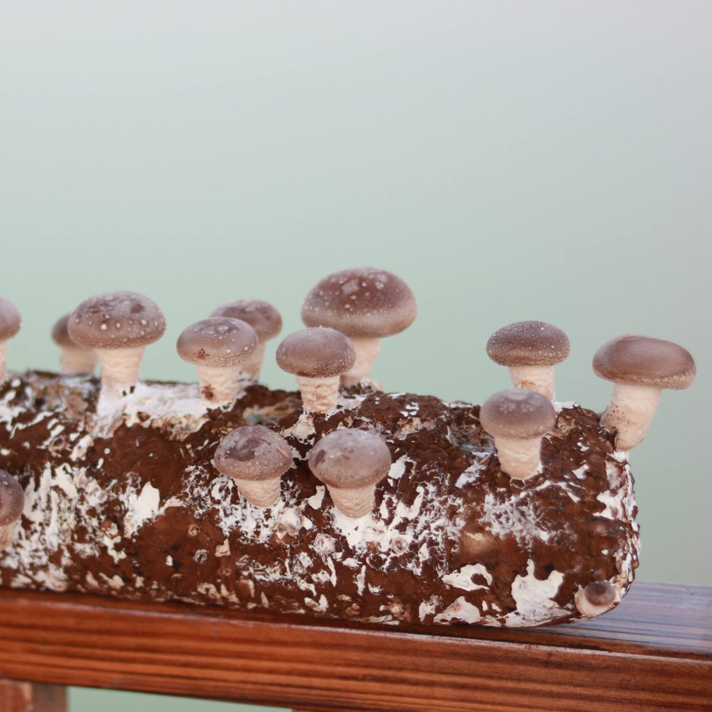 Shiitake Mushroom Grow Log