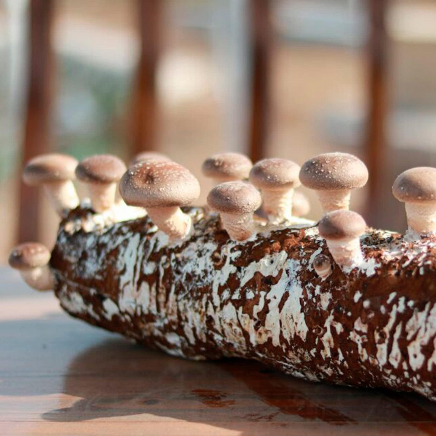 Shiitake Mushroom Grow Log