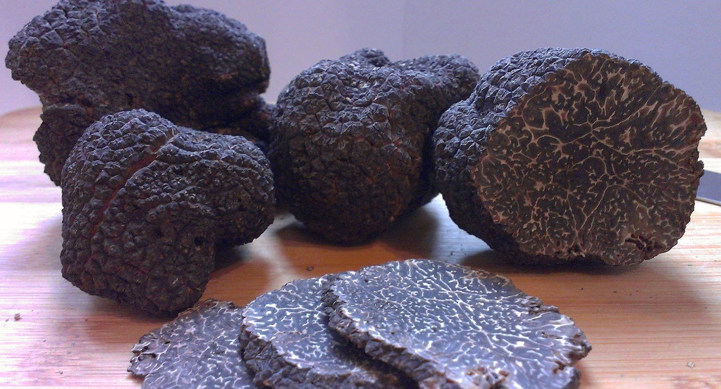 Black Truffle Mushrooms Mycelium Spawn Kit