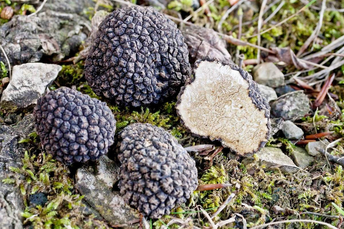 Black Truffle Mushrooms Mycelium Spawn Kit